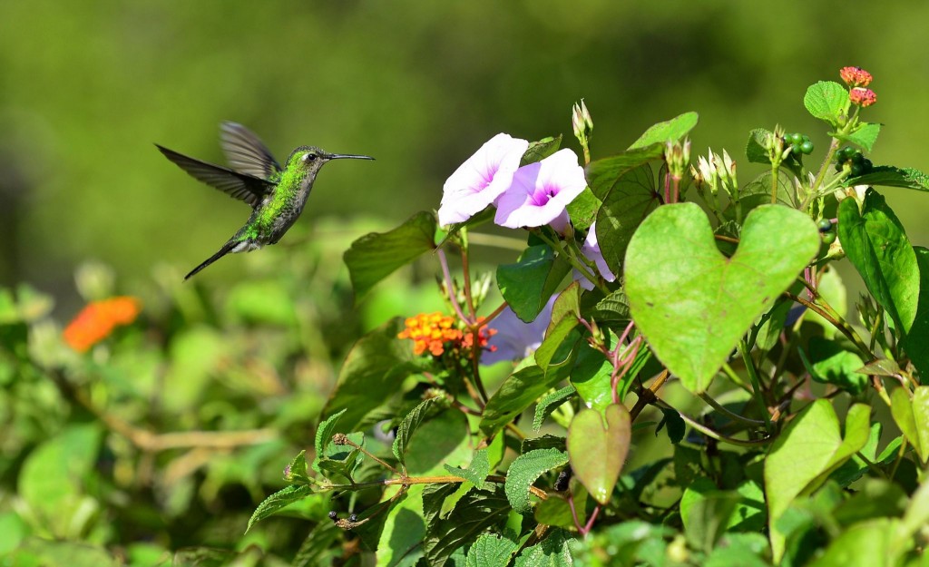 Kolibřík kubánský na poloostrově Zapata