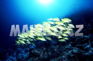 Potápění na atolu Raa