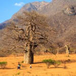 Baobaby v Tanzánii