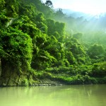 Džungle ve Vietnamu