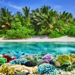 Fauna a flora Malediv je velice bohatá
