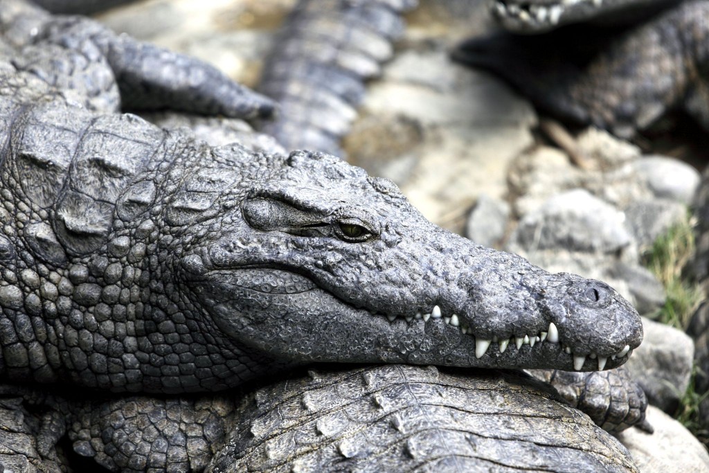 Krokodýli ve Vanilla Crocodile & Tortoise Park