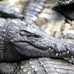 Krokodýli ve Vanilla Crocodile & Tortoise Park