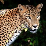 Leopard v národním parku Yala