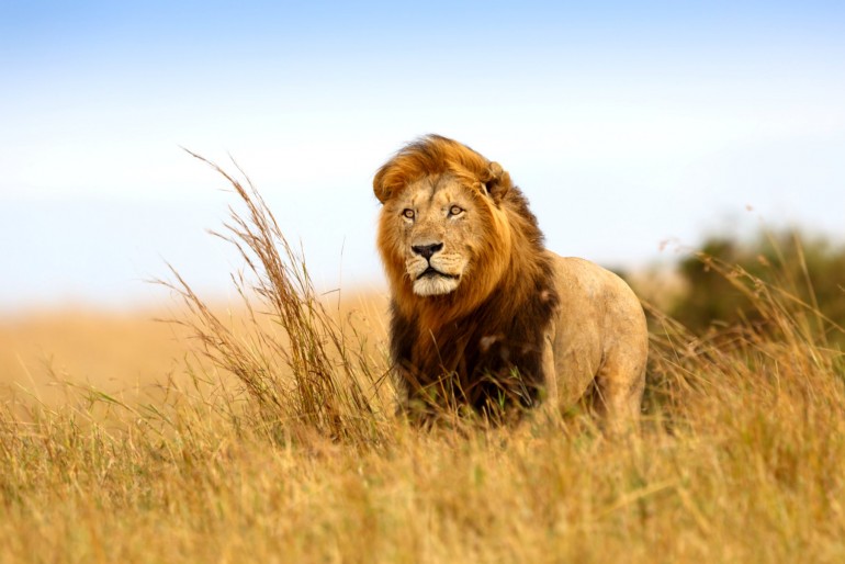 Lev v Serengeti