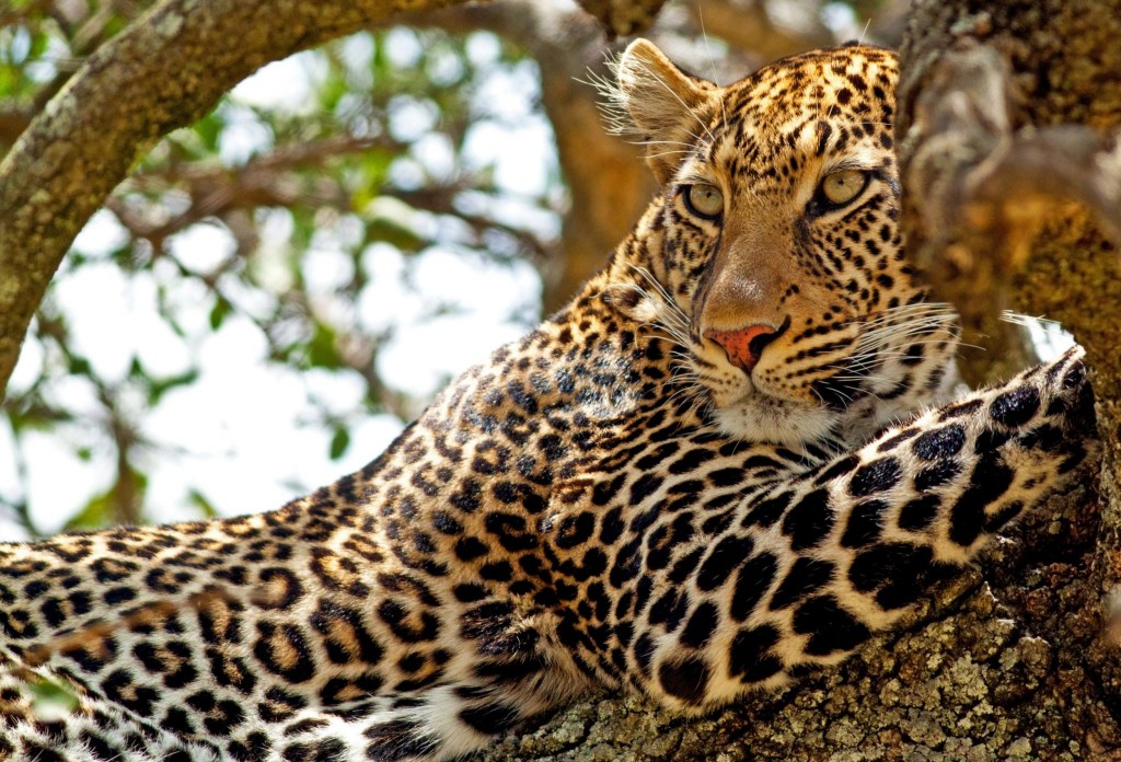 Levhart skvrnitý (leopard)