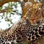 Levhart skvrnitý (leopard)
