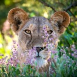 Lvice v národním parku Samburu