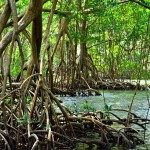 Mangrovy v národním parku Los Haitises