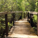 Národní park Cat Tien nabízí příjemné procházky džunglí