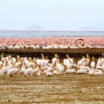 Národní park Lake Manyara - hejna pelikánů a plameňáků