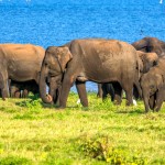 Národní park Minneriya - stádo slonů