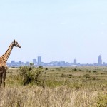Národní park Nairobi v Keni