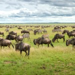 Národní park Serengeti a jeho nekonečné pláně
