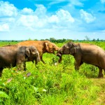 Národní park Uda Walawe - stádo slonů