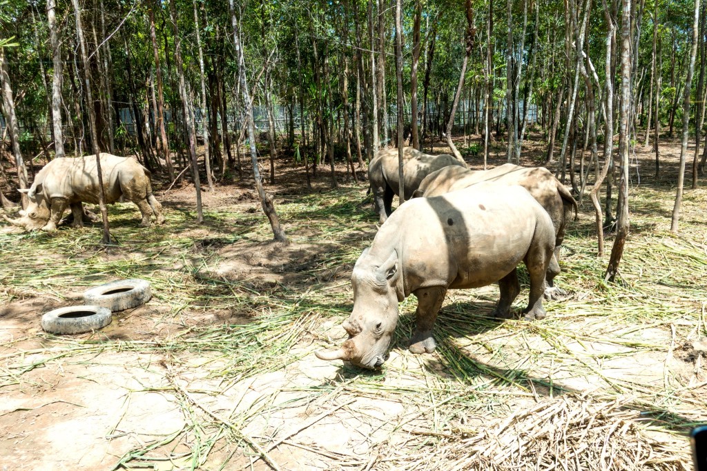 Nosorožci ve vietnamské rezervaci