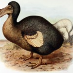 Pták Dodo (Blboun nejapný)