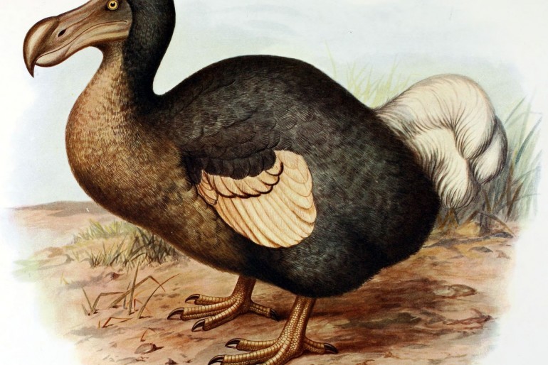 Pták Dodo (Blboun nejapný)