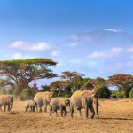 Sloni v národním parku Amboseli