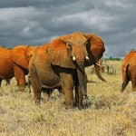 Sloni v národním parku Tsavo East