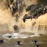 Velká migrace mezi národními parky Masai Mara a Serengeti