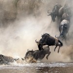 Velká migrace zvířat mezi Národním parkem Serengeti a Masai Mara