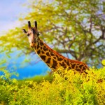 Žirafa v národním parku Tsavo West