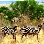 Žirafy v Tsavo East