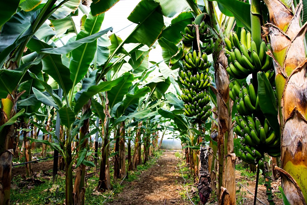 Banánová plantáž u Antalye