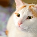 Běžná turecká kočka, nazývaná Anatolijská kočka