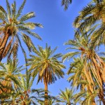 Datlové palmy jsou běžným zástupcem flóry Tuniska
