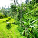 Gunung Kawi - procházka po rýžovém poli