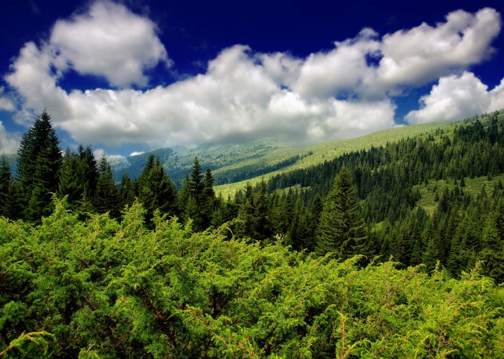 Krásné lesy v balkánském pohoří Stara planina