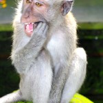 Makakové v Monkey Forest, Ubud