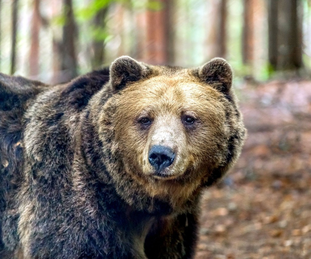Medvěd je v Bulharsku relativně běžný
