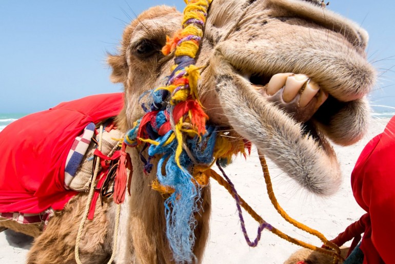 Projíždky na velbloudech jsou oblíbenou kratochvílí na Djerbě