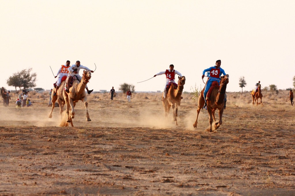 Závody velbloudů v Tunisku