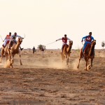 Závody velbloudů v Tunisku