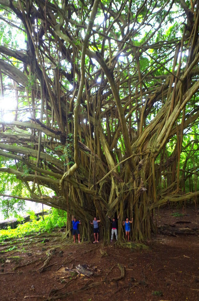 Obří Banyan tree na Havaji