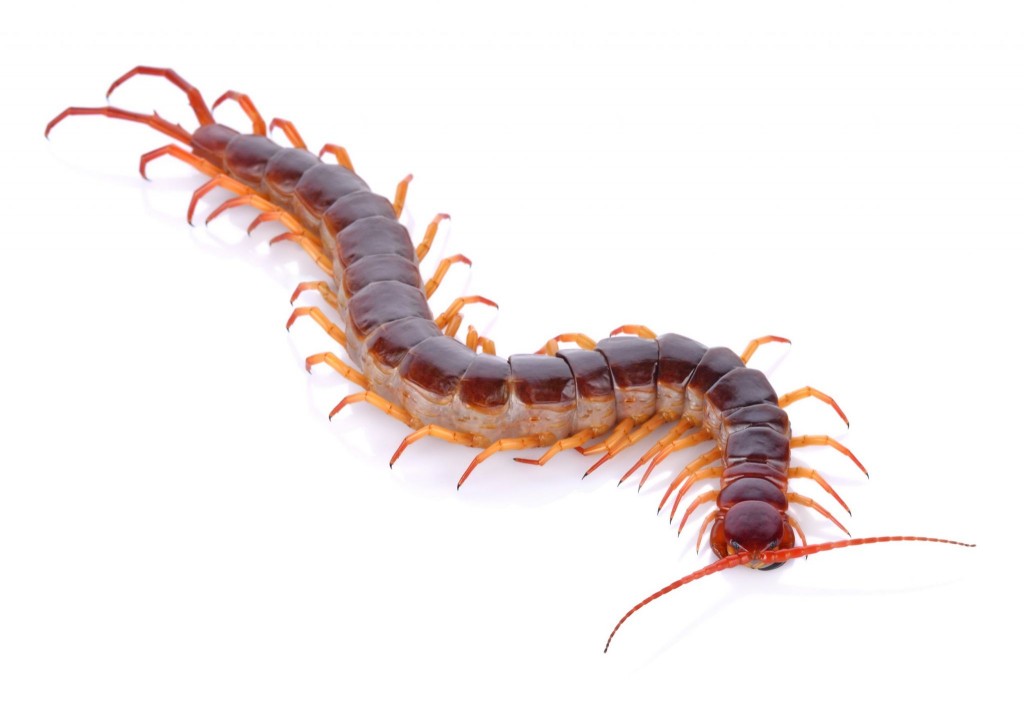 Stonožka (Centipede)