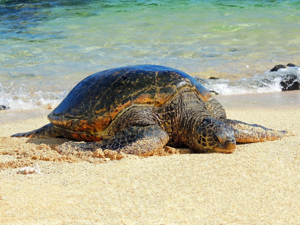 Želva na pláži v Poipu