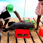 Čerstvě ulovená ryba na ostrově Sal