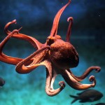 Chobotnice v moři u Kapverdských ostrovů
