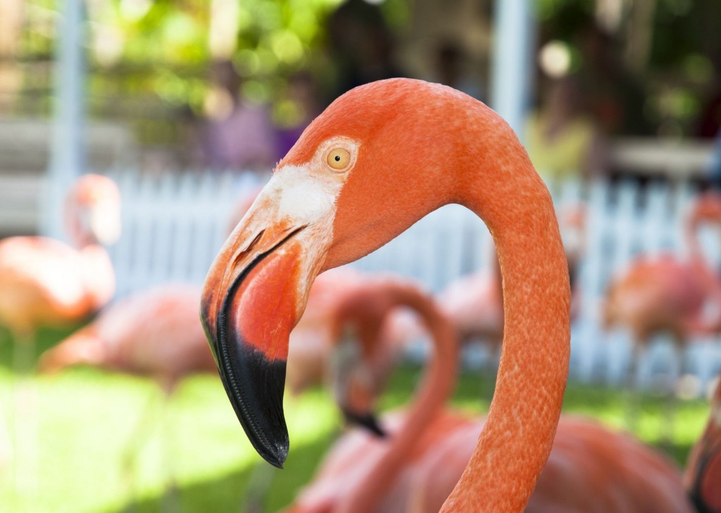 Flamingo show v Ardastra Gardens