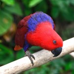 Národní park Abaco National Park Parrot Preserve