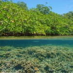 Black Sound Cay National Reserve