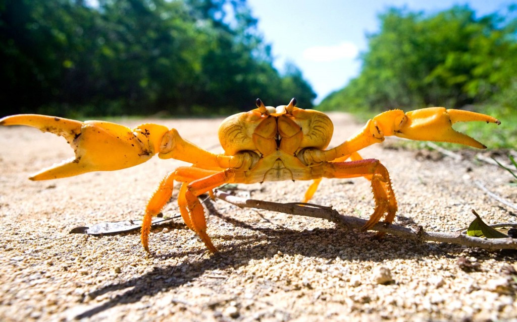 Národní park Crab Replenishment Reserve