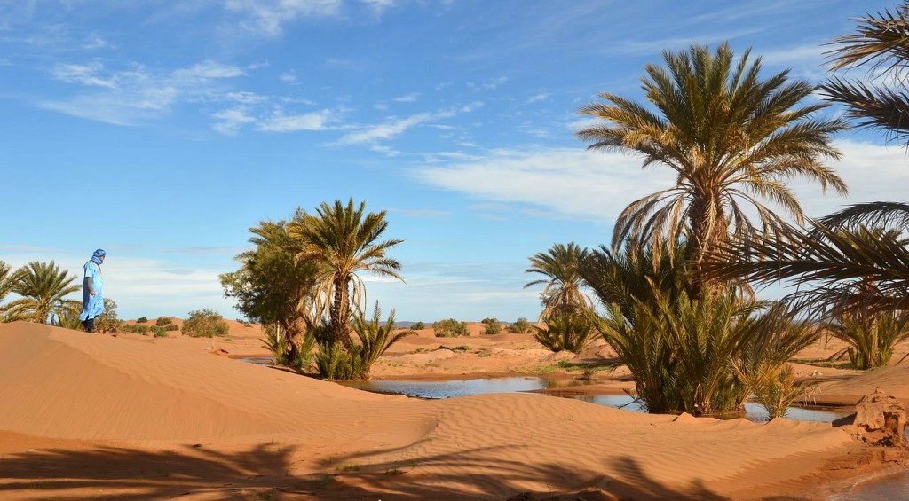 Oasis Du Sud Marocain