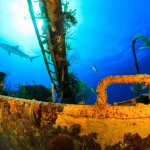 Potápění k vraku lodi u Nassau