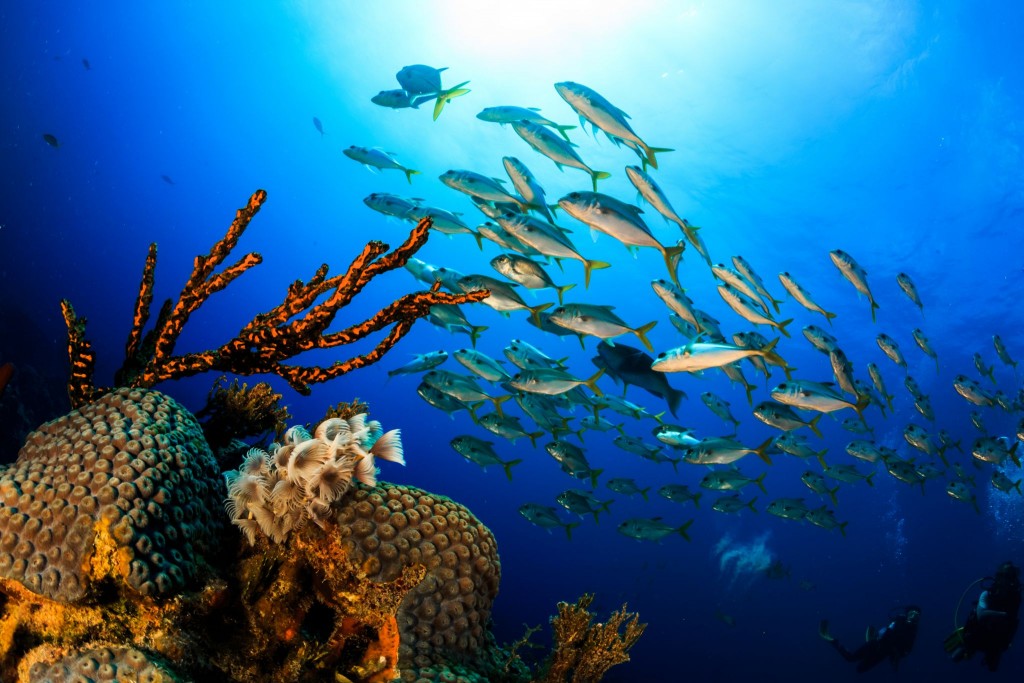 Šnorchlování a potápění na Bahamách